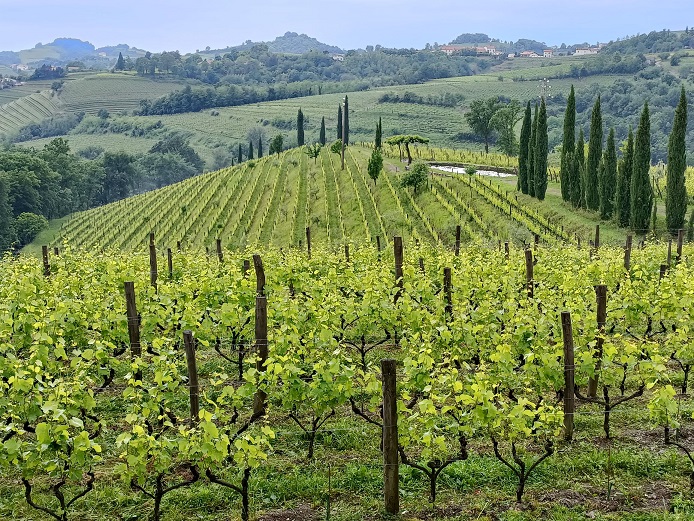 Gravner vineyard